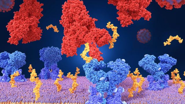 SARS-CoV-2 e o receptor ACE2