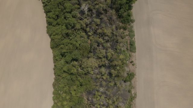 Faixa de floresta ladeada por plantações de soja em Rondônia