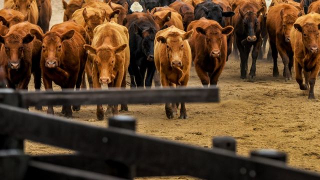 É estimado que o gado bovino necessite 28 vezes mais terra e 11 vezes mais irrigação que a criação de suínos e aves