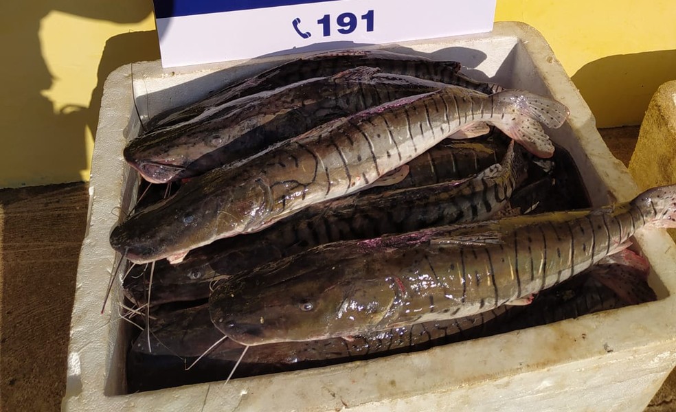 Peixes tinham 60 cm em média, abaixo do permitido por lei, que é de 80 cm — Foto: PRF/Divulgação